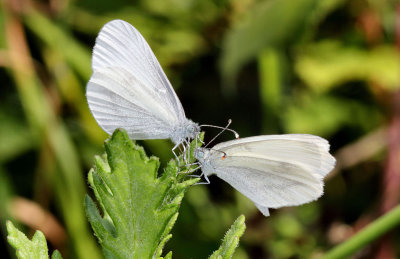 Wood Whites.