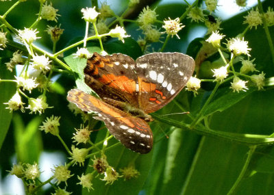 Scarlet Peacock (Anartia amalthea). 