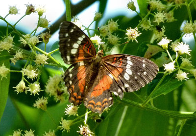 Scarlet Peacock (Anartia amalthea). 