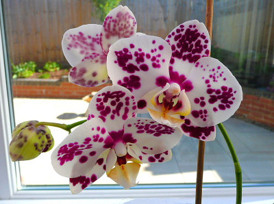 Orchid (Phalaenopsis).