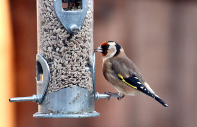 Goldfinch.