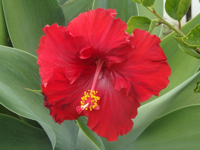 Red Hibiscus