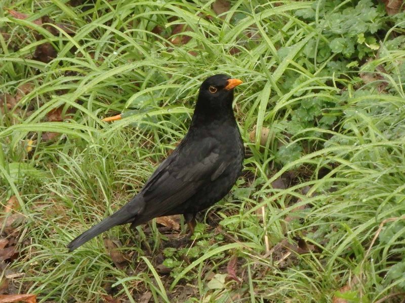 Blackbird 2