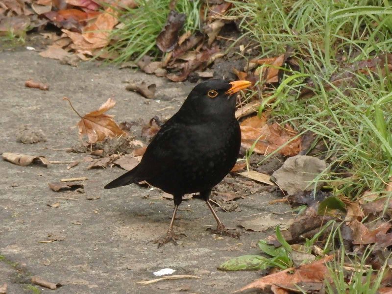 Blackbird 1