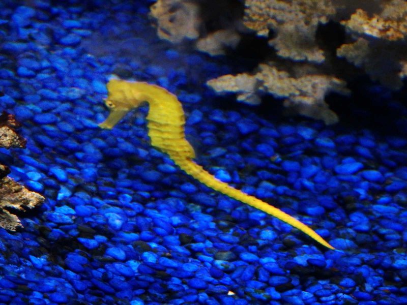 Kelly Tarltons SEA LIFE 8