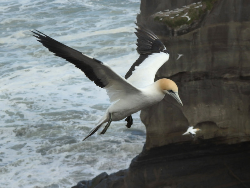 Gannet In Flight 1