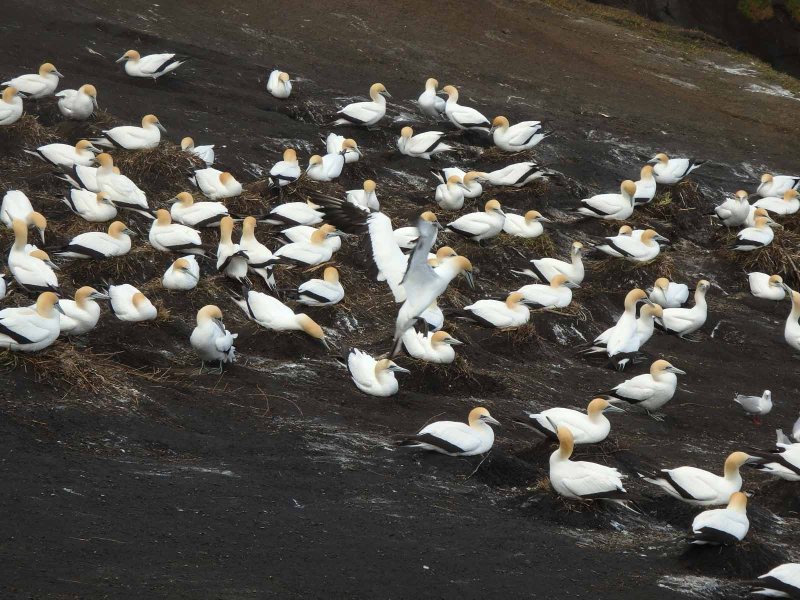 Gannet Colony 1