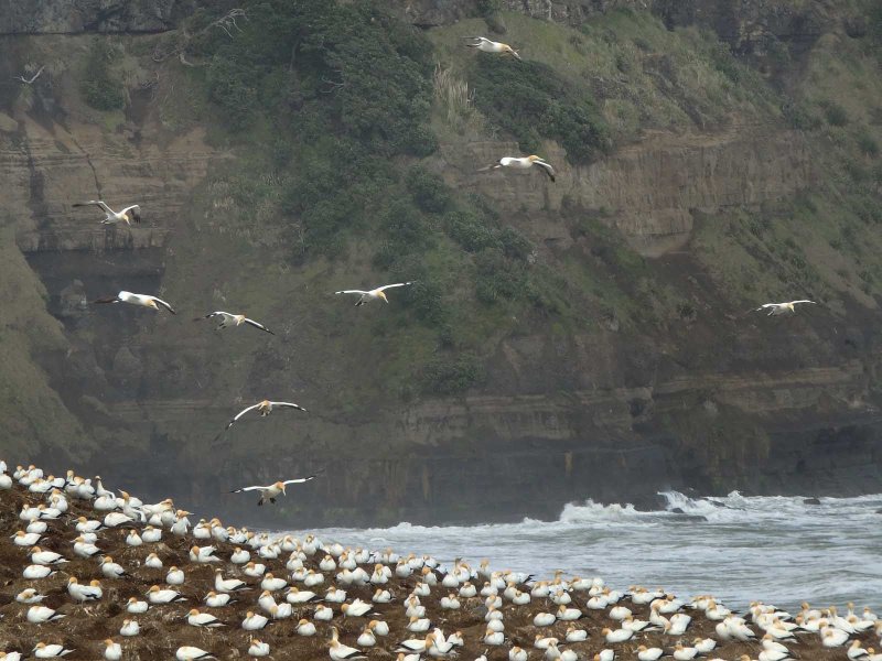 Gannets In Flight 10
