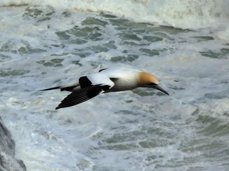Gannet In Flight 12