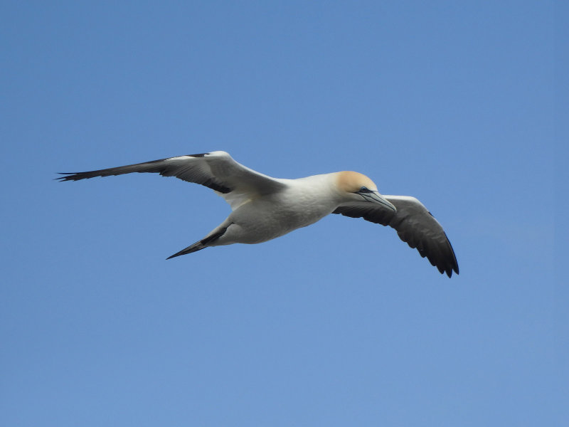 Gannet In Flight 17