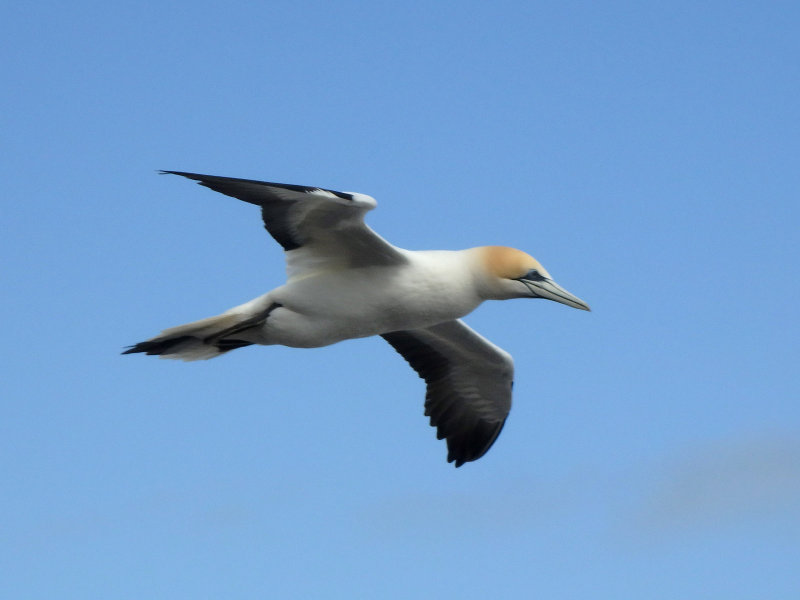 Gannet In Flight 22