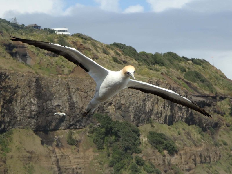 Gannet In Flight 25