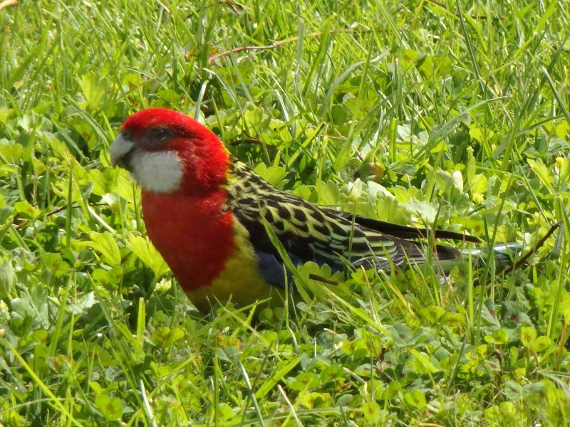 Eastern Rosella