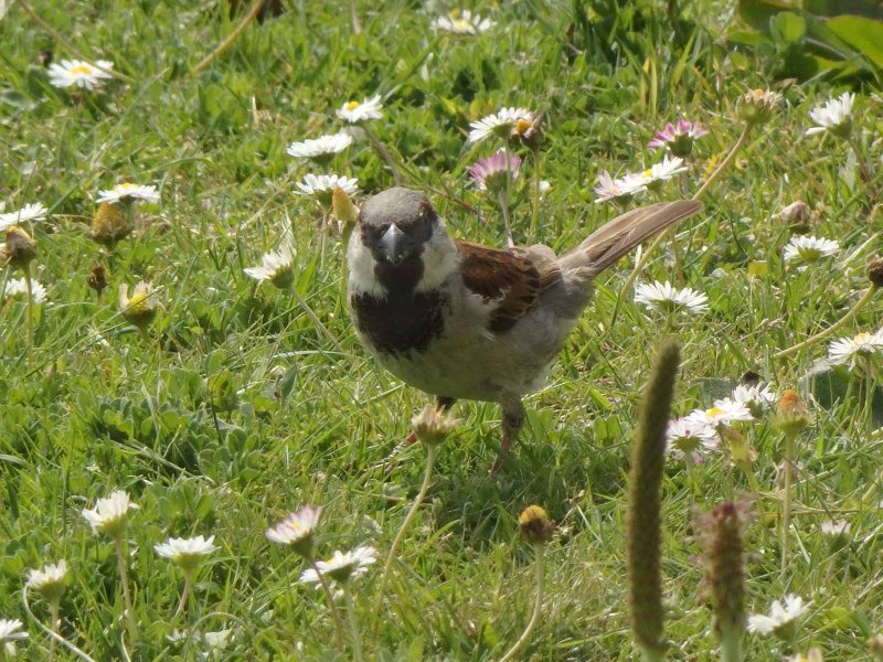 Sparrow 3