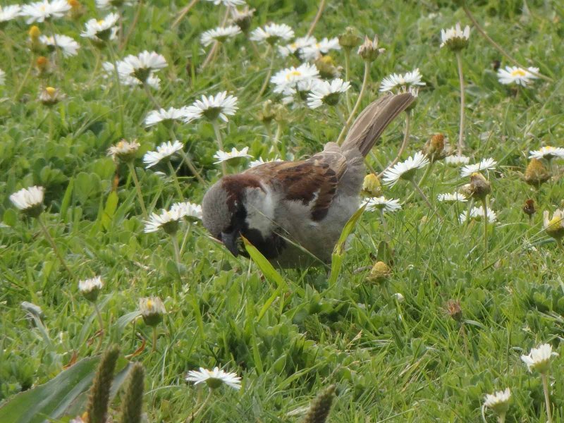 Sparrow 4