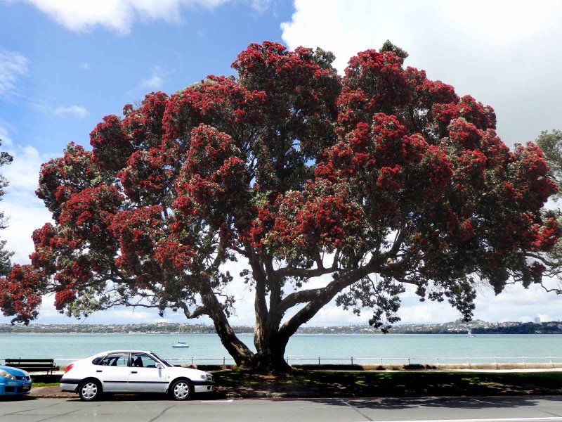Pohutakawa Tree 1