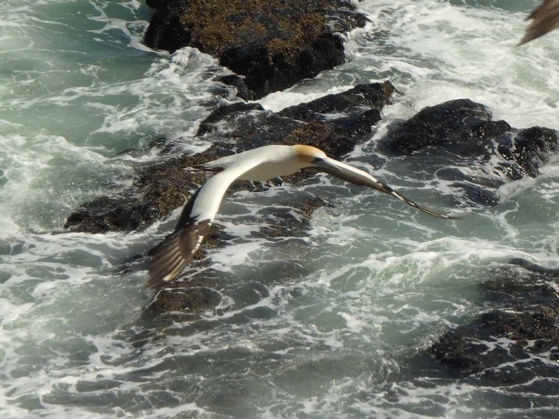 Gannet In Flight 39
