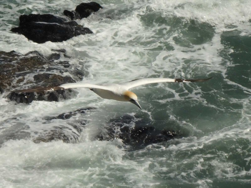 Gannet In Flight 40