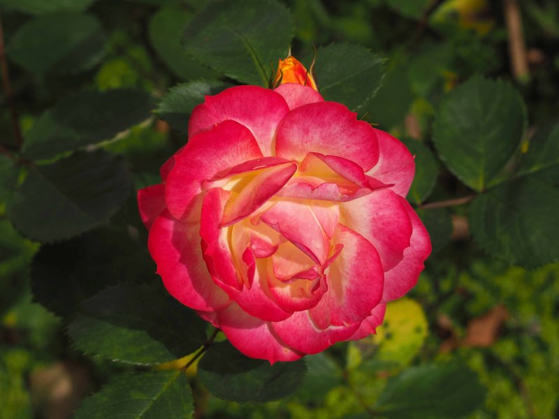 Rose E-M10 Mark II Big.jpg