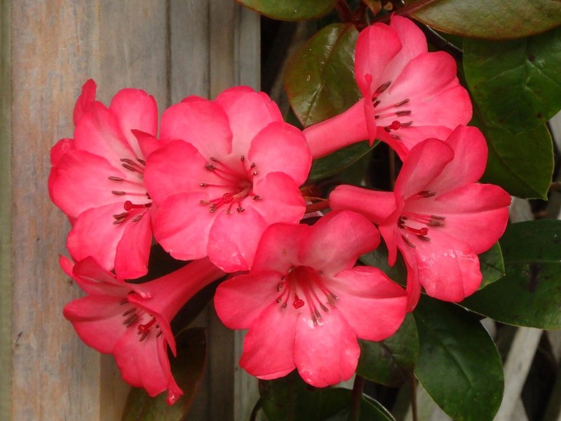 Rhododendron 1