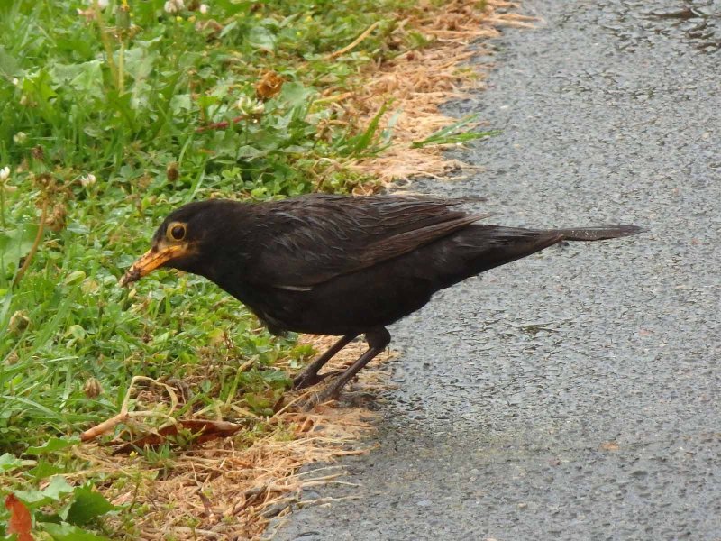 Blackbird 2