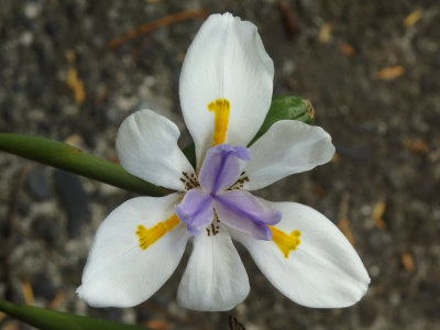 New Zealand Iris