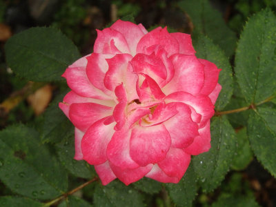 Sandra's Rose 1