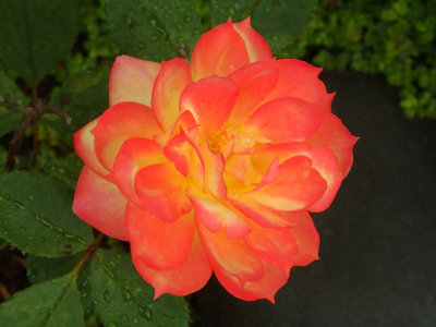 Sandra's Rose 3