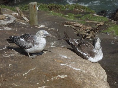Fledgling 1