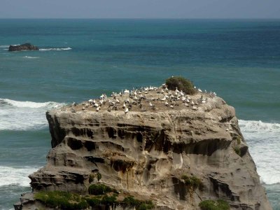 Motutara Island 6