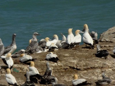 Gannets 1