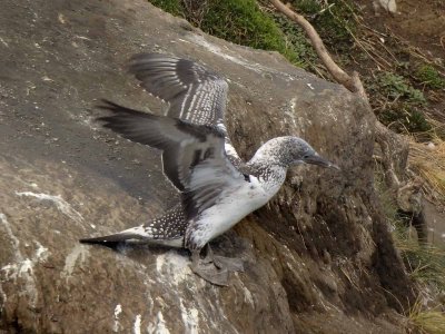 Fledgling 2C