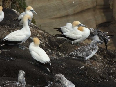 Gannets 2