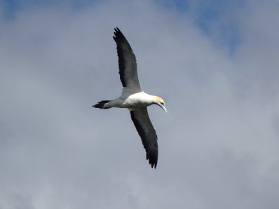 Muriwai Beach Gannets 2016-2017