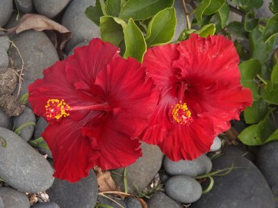 Red Hibiscus 1
