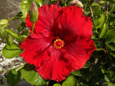 Red Hibiscus 3