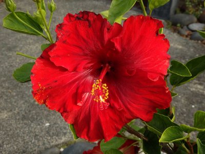 Red Hibiscus 4