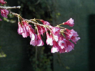 Manuka Blossom