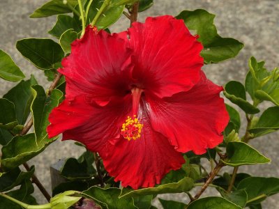 Red Hibiscus 5