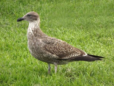 Shearwater