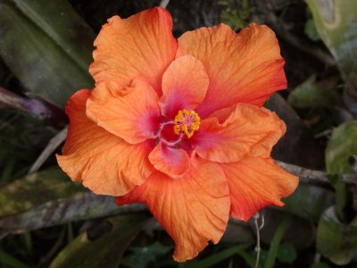 Hibiscus
