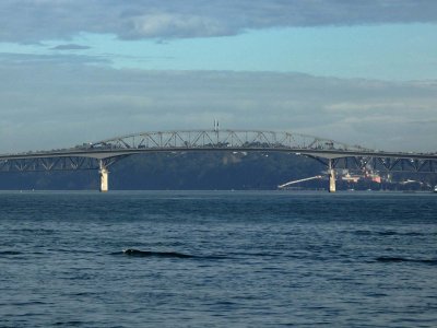 Auckland Harbour Bridge 1