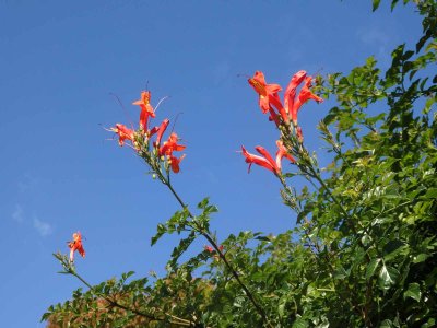 Rhododendron 1