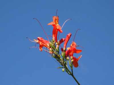 Rhododendron 2