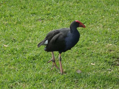 Pukeko 1