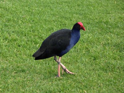 Pukeko 3
