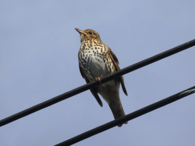 Song Thrush 1