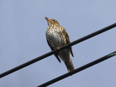Song Thrush 2