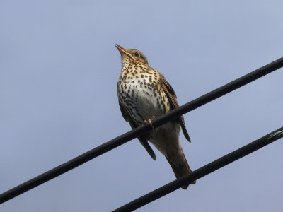Song Thrush 3