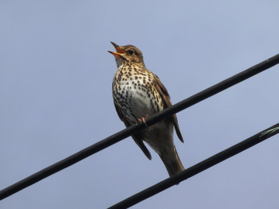 Song Thrush 4